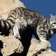 Illustration for article titled Caturday Post - Leopardus jacobita Edition
